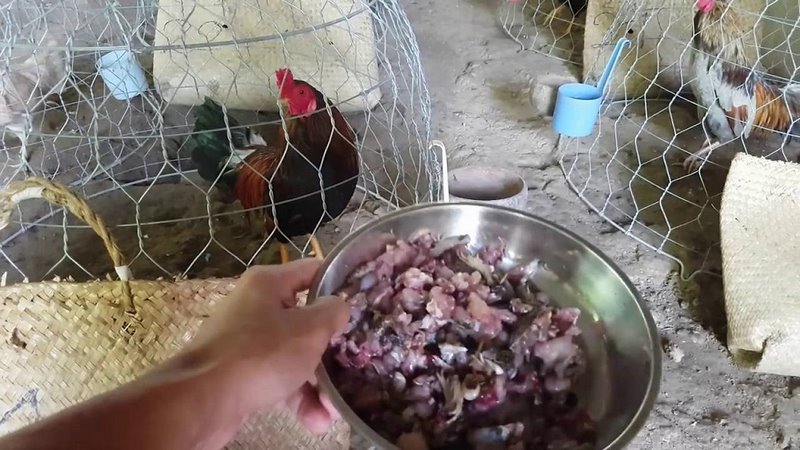 Dinh dưỡng của gà chọi hoàn toàn khác gà thịt