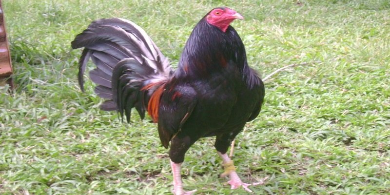 Những giống gà Mỹ dòng Kelso phổ biến hiện nay